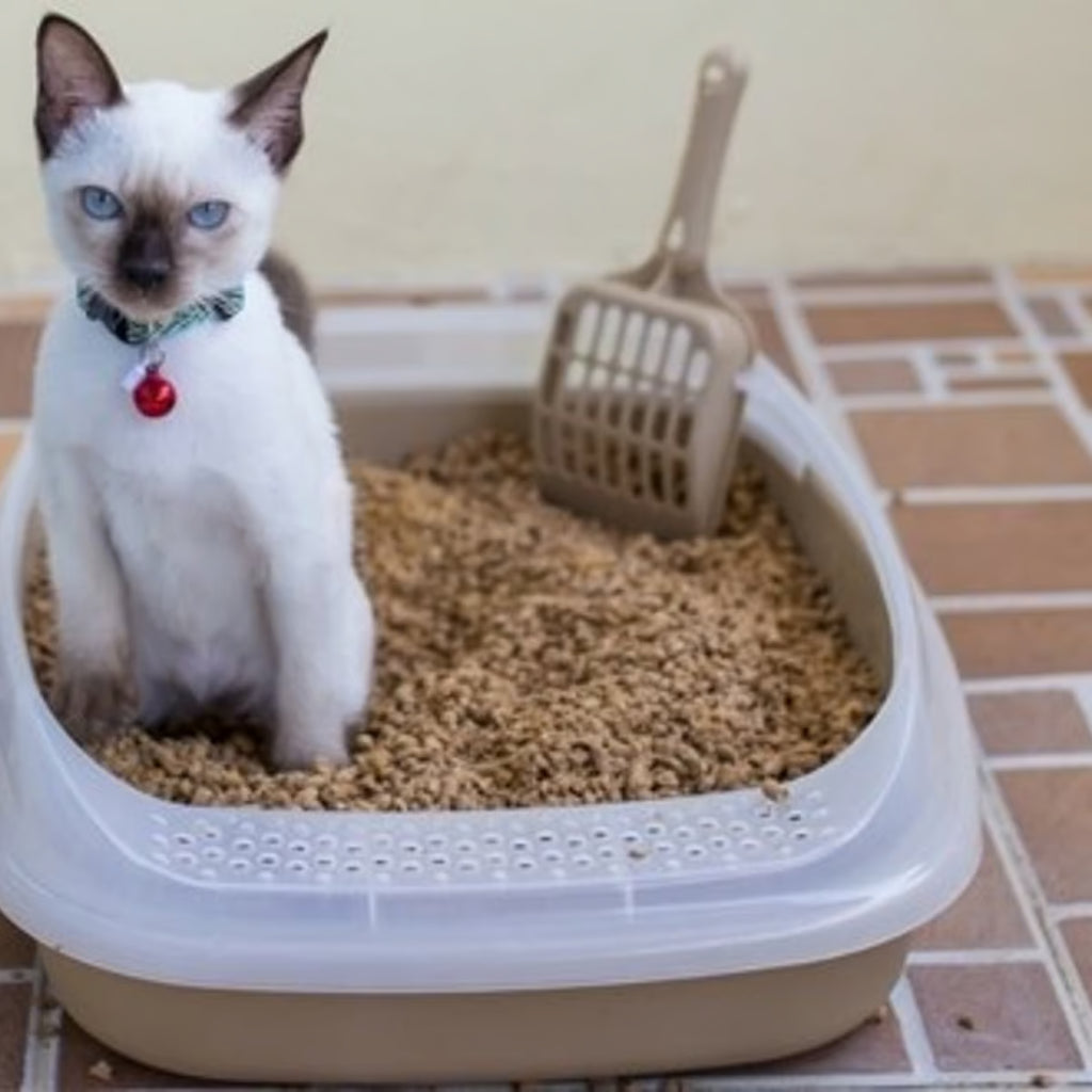 ARENERO PARA GATO GRANDE