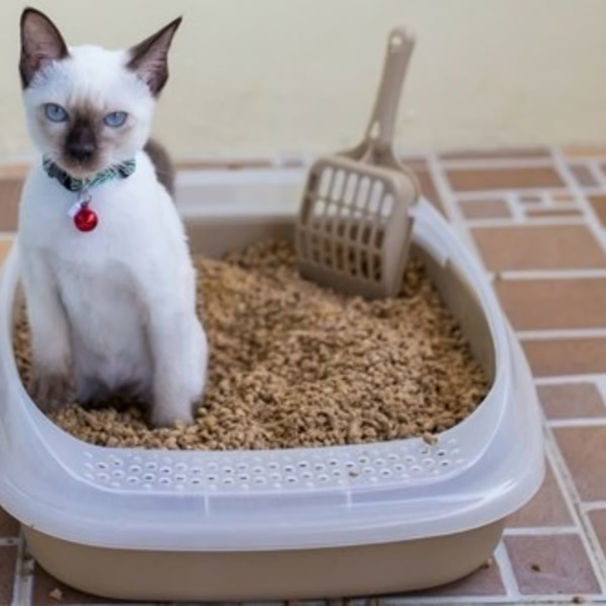 ARENERO PARA GATO GRANDE